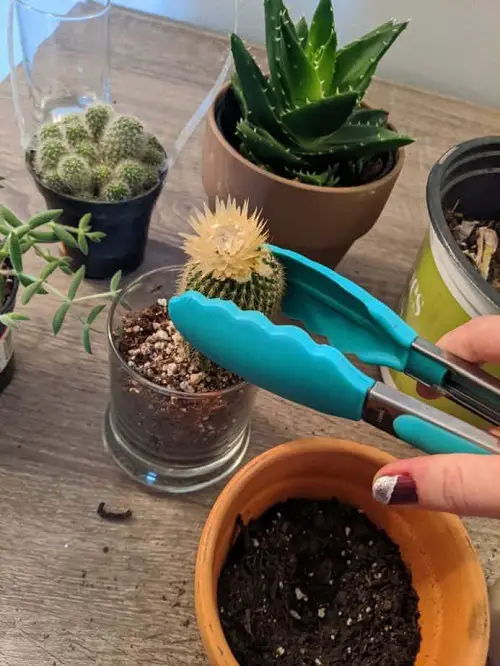 Use Salad Tongs to Repot Cacti