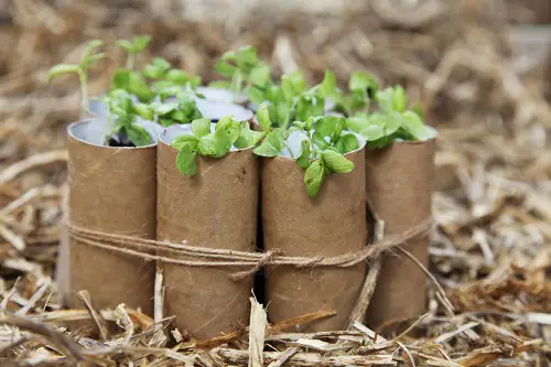 Start Seeds in Tissue Paper Rolls