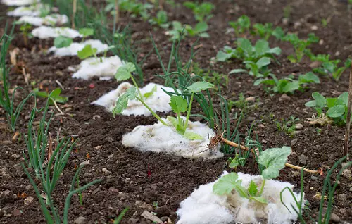 Use Wool as Mulch