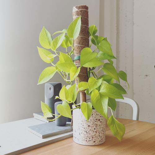 How to Turn Leggy Pothos Plant Bushier 7