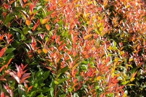 top stunning Hedging Plants