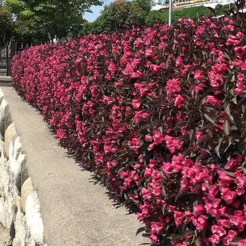 Weigela Flower Hedge Plants