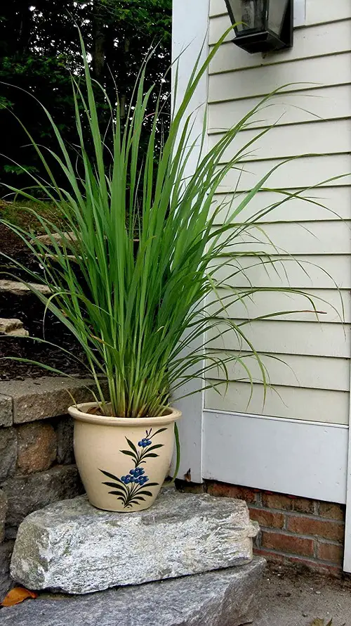 Requirements for Growing Lemongrass in Containers
