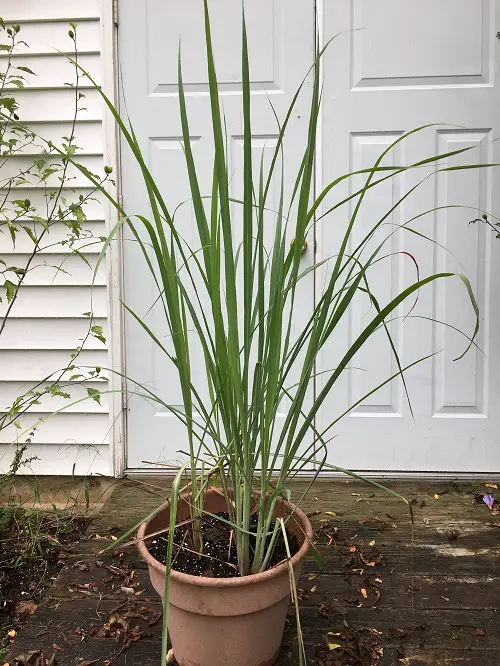Lemon Grass Winter Care