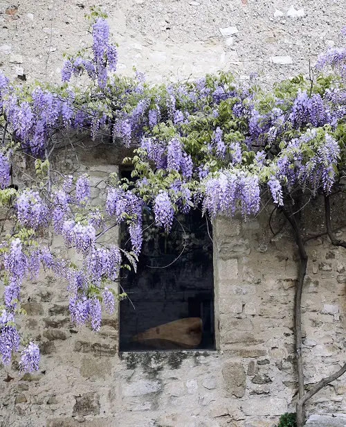 top Best Vines with Purple Flowers