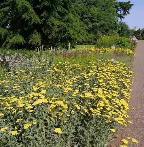 Common California Native Plants 16