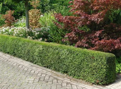 top Gorgeous Hedging Plants
