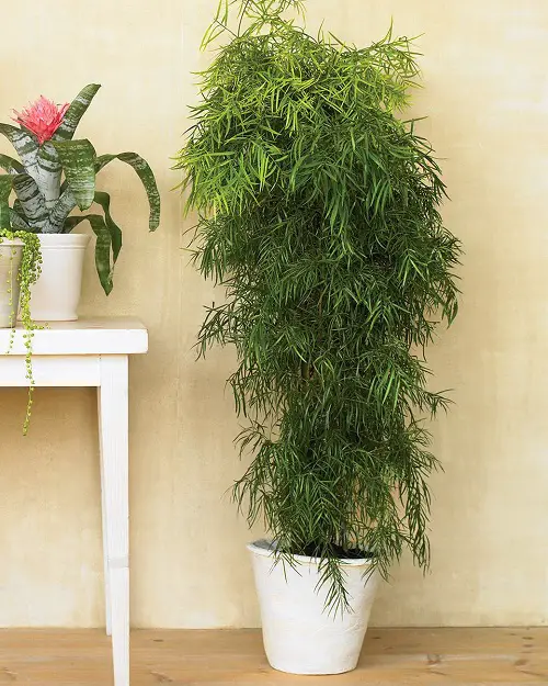 Lush Indoor Plants to Give Your Home a Jungle Vibe
