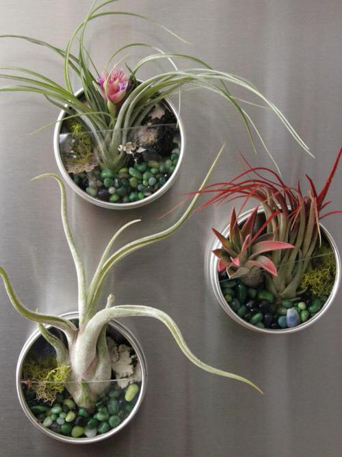best Cultivating Houseplants Above a Fridge

