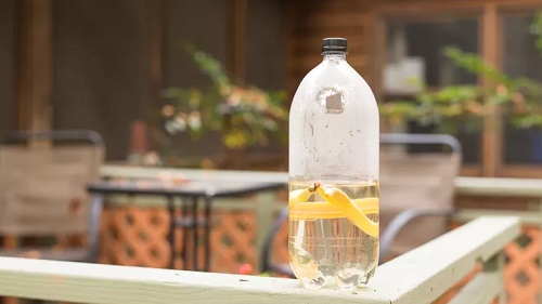 Amish Flying Insect Trap