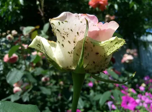 How to Get Rid of Aphids on Roses