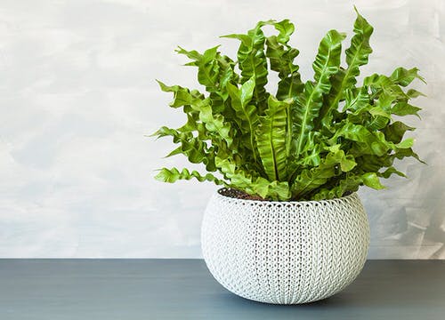 indoor plant You Can Grow on Top of a Fridge
