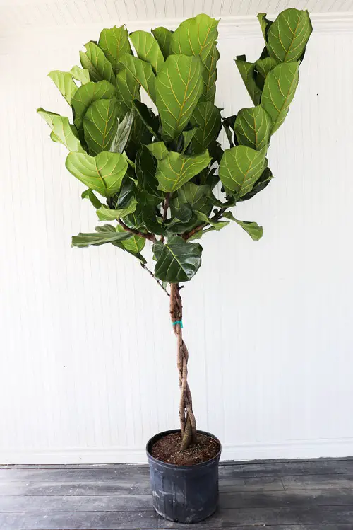 How to Braid Fiddle Leaf Fig 