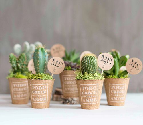 cacti You Can Raise Above a Refrigerator