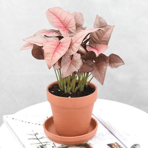 Pink Syngonium Care