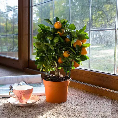 Best Indoor South Window Facing Plants 