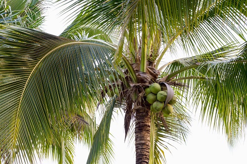 Is a Coconut Tree a Palm Tree