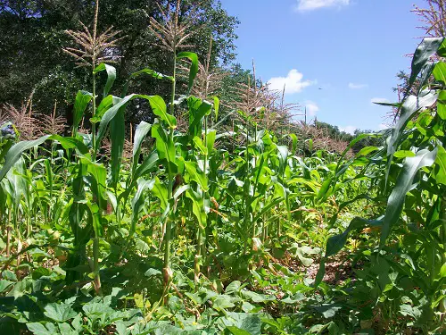 Best Beets Companion Plants corn