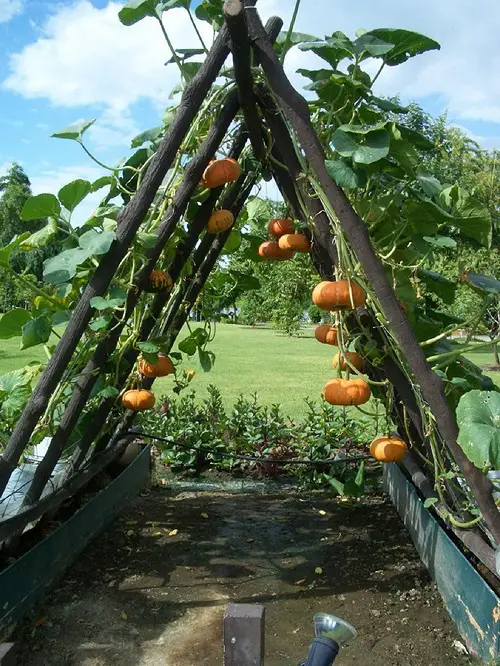  Vegetables to Grow Vertically