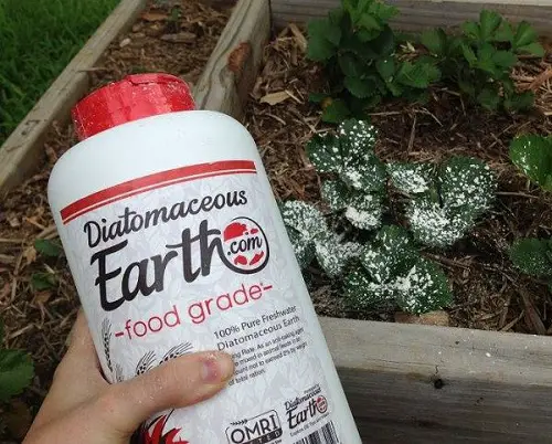 Use Diatomaceous Earth to Kill Aphids Instantly
