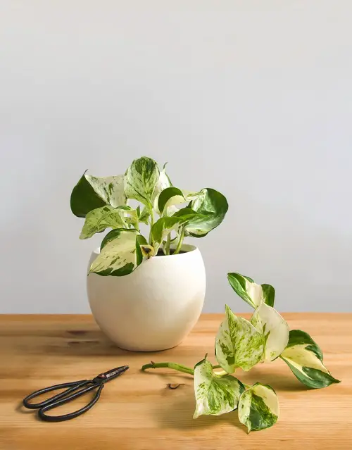 Houseplants You Can Grow from Cuttings in November