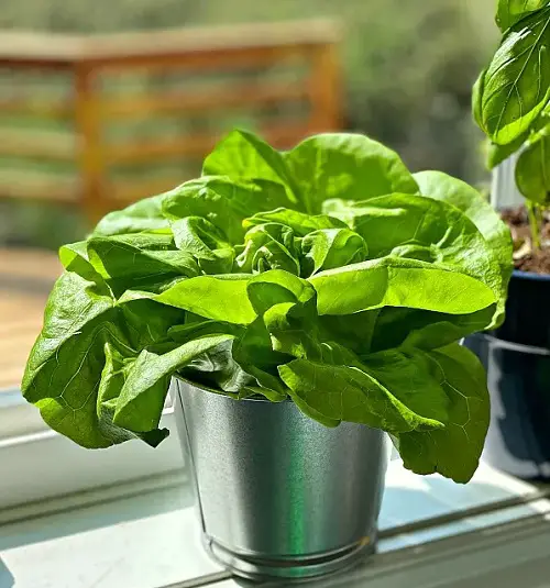 best South Window Facing Vegetables