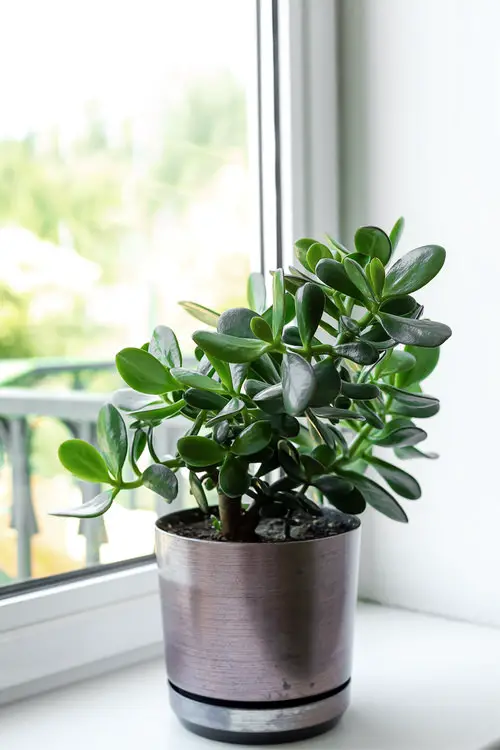 South Window Facing Foliage Plants