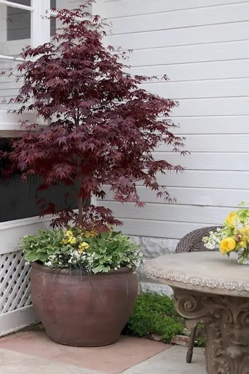 Greatest Narrow Trees for Small Gardens