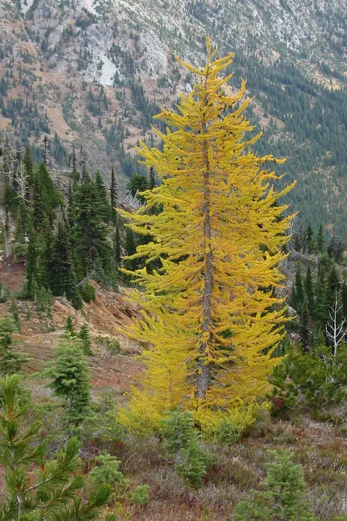Beautiful Trees with Yellow Foliage