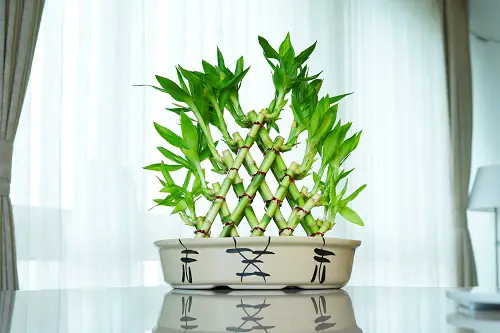Best Places in Home to Keep Lucky Bamboo
