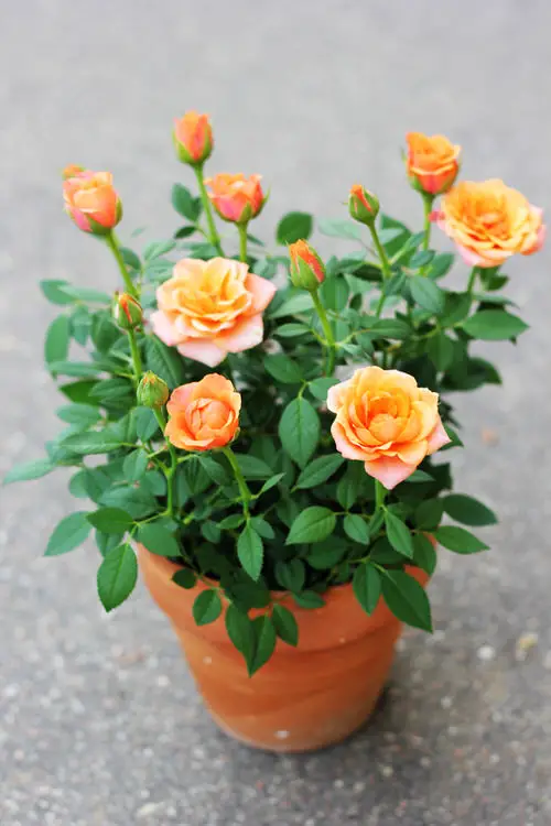 Which Plants Like and Do Not Like Coffee Grounds 10