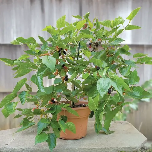  Berries to Grow in Hanging Baskets