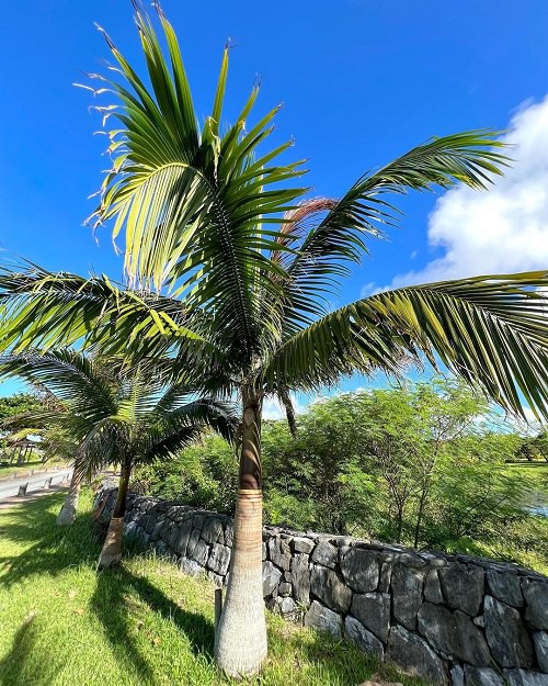 What is a Palm Tree