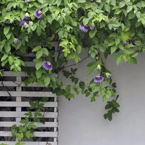 Best Vines with Purple Flowers 