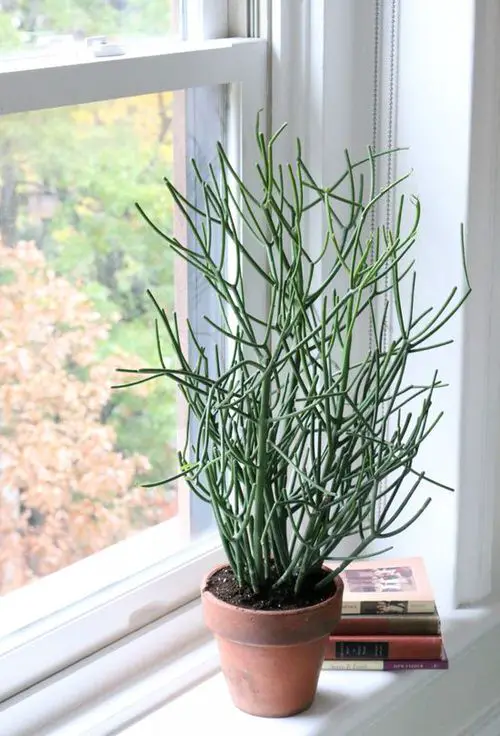 best Foliage plants facing the south window
