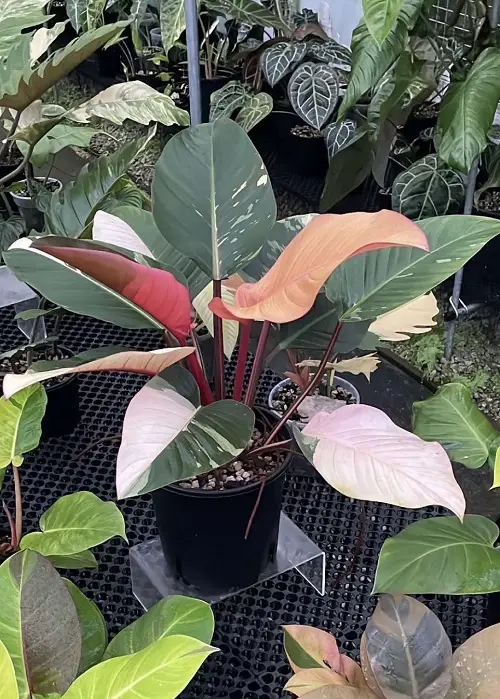 Requirements for Growing Philodendron Red Congo