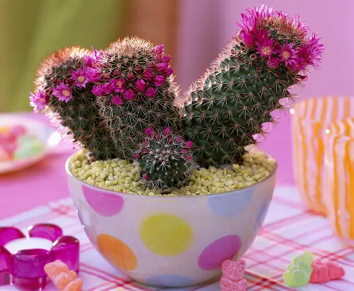 Marvelous Red-Flowered Succulents