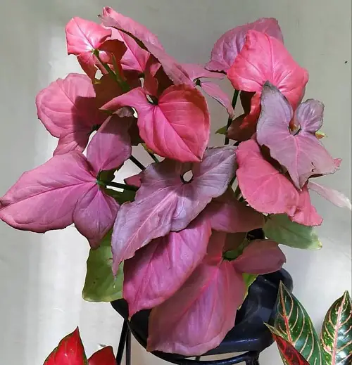 Best Pink Syngonium Varieties