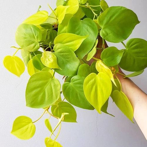 How to Turn Leggy Pothos Plant Bushier