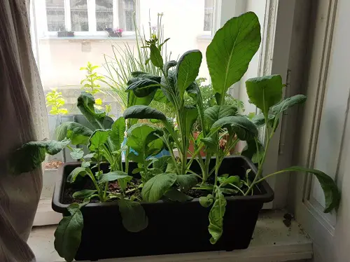 top South Window Facing Vegetables