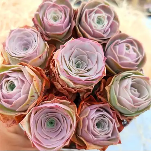 top Most Gorgeous Roseum Succulents You Can Plant 