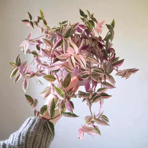 beautiful Houseplants You Can Grow on Top of a Fridge