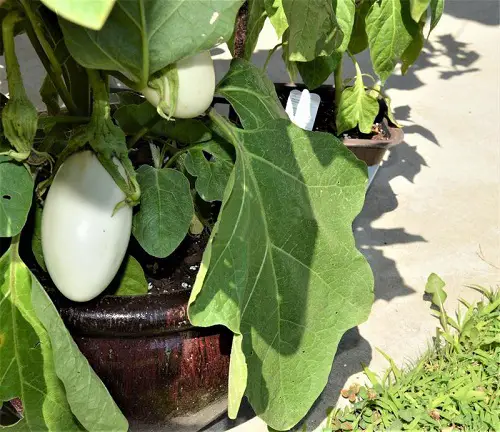 How to Grow White Eggplant in Pot