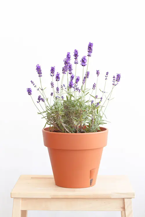 Best Types of Lavender 11