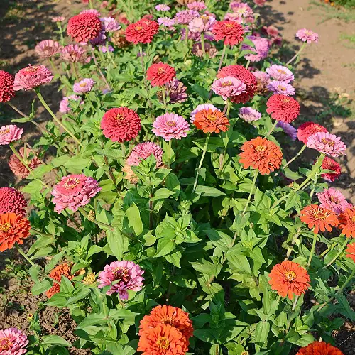 Plants with Large, Massive Blossoms