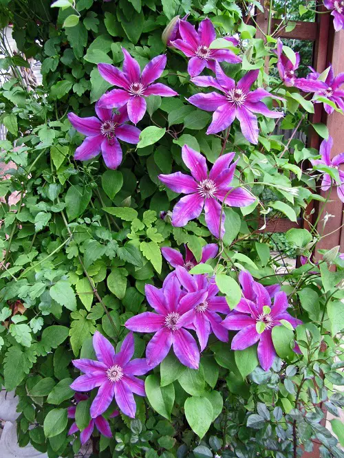 best Plants with Large, Massive Blossoms