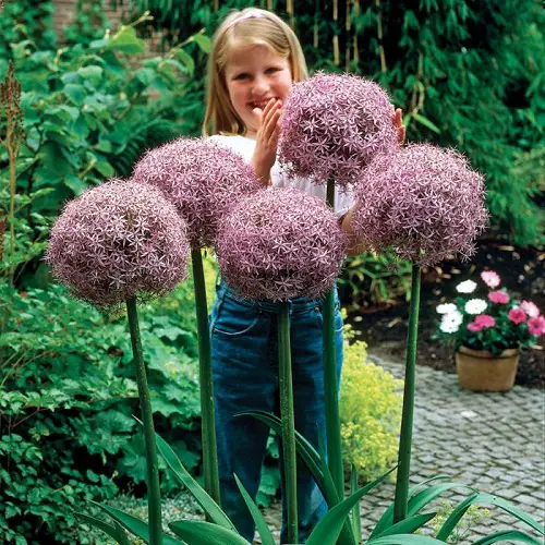 Amazing Plants that Grow Big and Huge Flowers 3