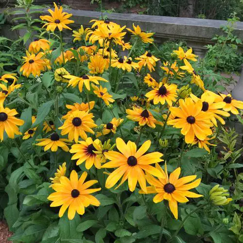 Plants that Produce Massive Blossoms