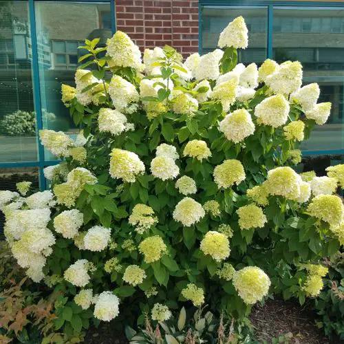 Amazing Plants that Produce Massive Blossoms