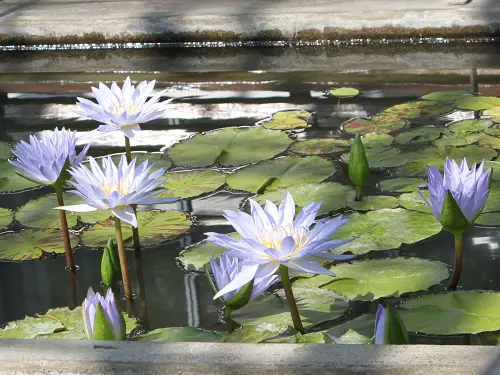 top Plants that Produce Massive Blossoms